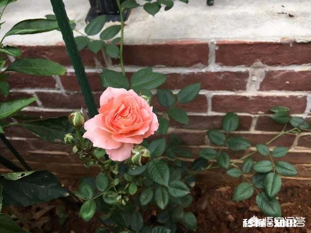 地栽月季在冬季需要浇水吗应该如何浇水