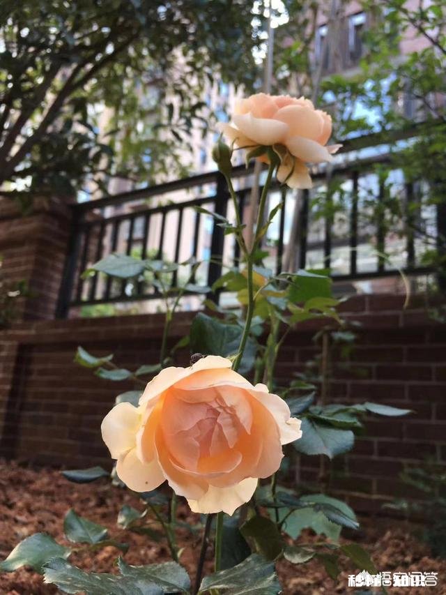 地栽月季在冬季需要浇水吗应该如何浇水