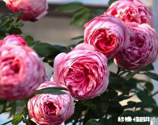 地栽月季在冬季需要浇水吗应该如何浇水