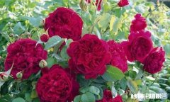 地栽月季在冬季需要浇水吗应该如何浇水