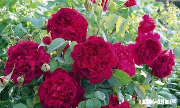 地栽月季在冬季需要浇水吗应该如何浇水