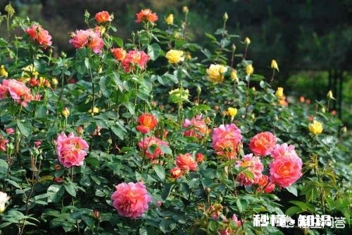 地栽月季在冬季需要浇水吗应该如何浇水