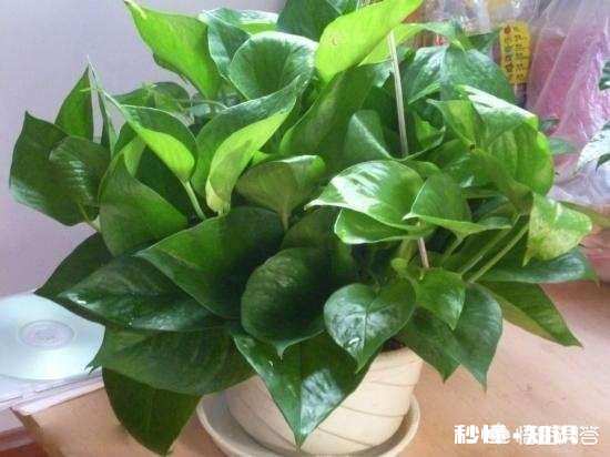 白萝卜可不可以给绿萝当肥料