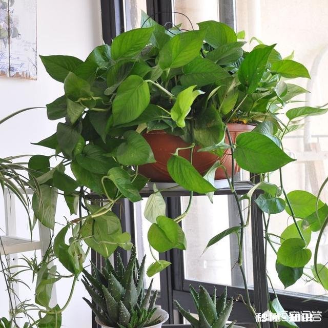 白萝卜可不可以给绿萝当肥料