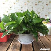 白萝卜可不可以给绿萝当肥料