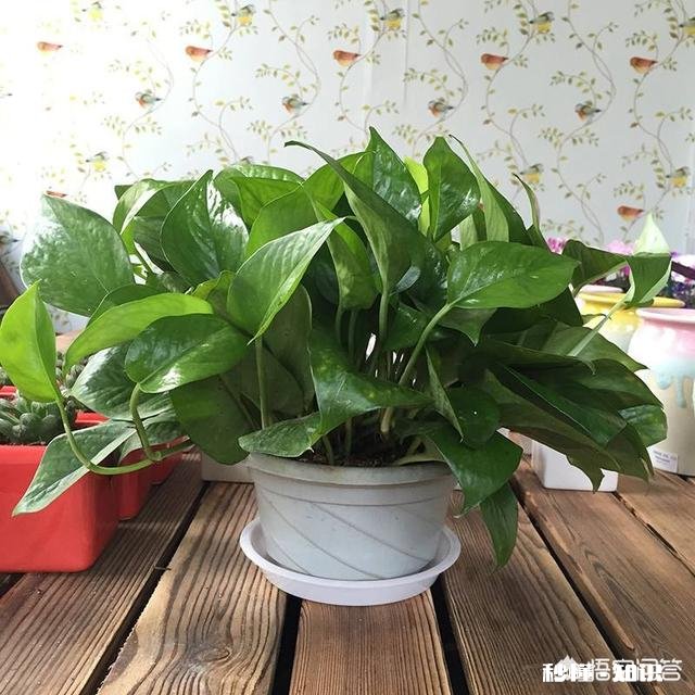 白萝卜可不可以给绿萝当肥料