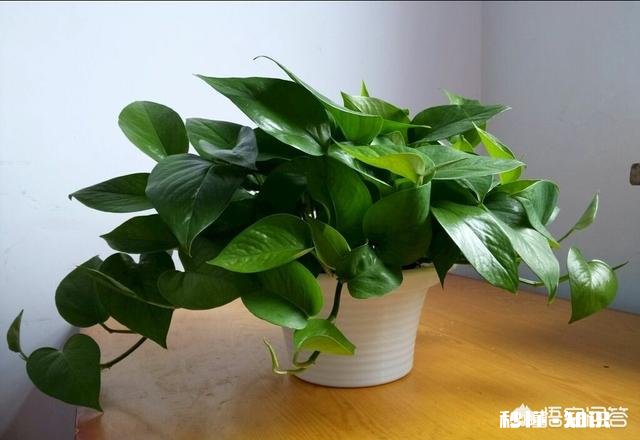 白萝卜可不可以给绿萝当肥料