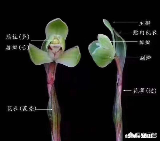 兰花的苞衣、叶荚分别指的是哪里