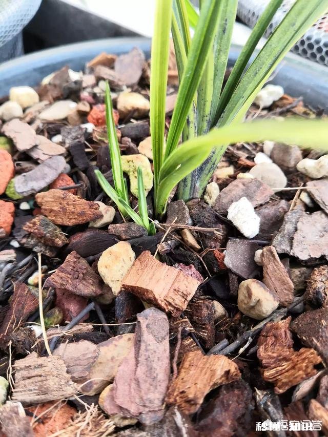 兰花的苞衣、叶荚分别指的是哪里