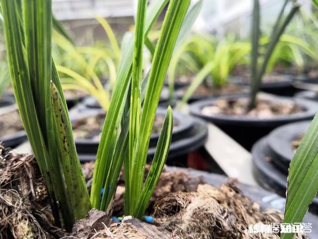 兰花的苞衣、叶荚分别指的是哪里