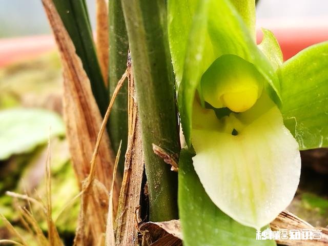 兰花的苞衣、叶荚分别指的是哪里