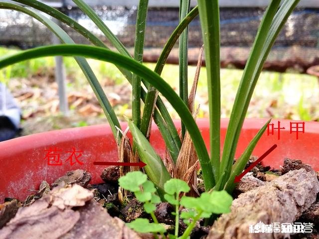 兰花的苞衣、叶荚分别指的是哪里