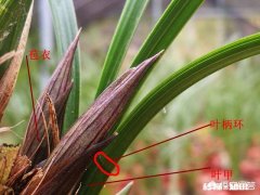 兰花的苞衣、叶荚分别指的是哪里