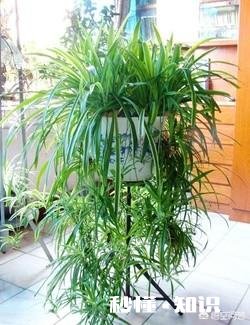 兰花和吊兰哪个净化空气效果好