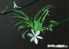 兰花和吊兰哪个净化空气效果好