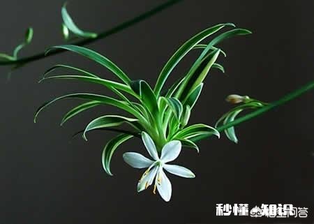 兰花和吊兰哪个净化空气效果好