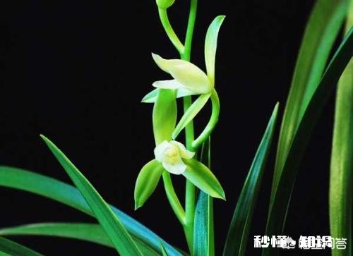 兰花和吊兰哪个净化空气效果好