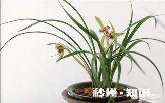 兰花和吊兰哪个净化空气效果好