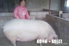 看猪估价你会吗