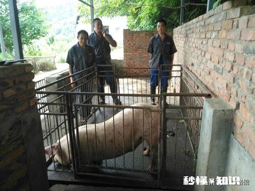 看猪估价你会吗