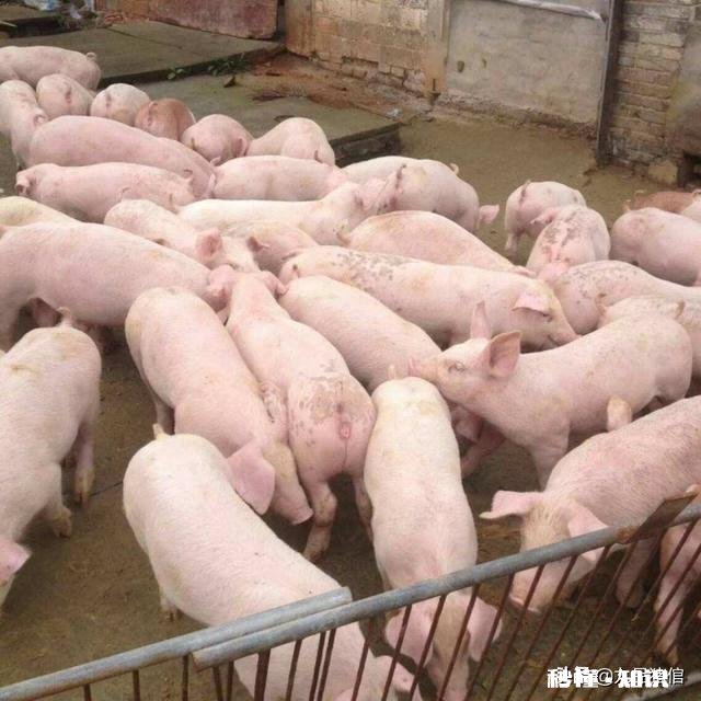 看猪估价你会吗