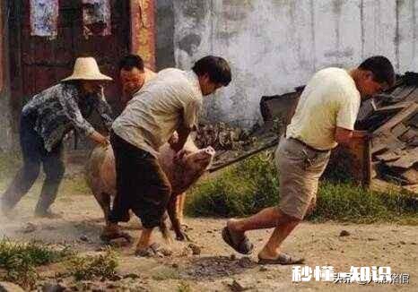 看猪估价你会吗