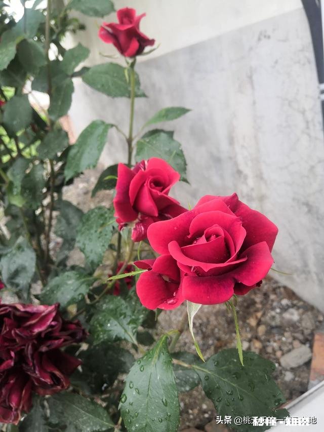 非农要转回农村户口有哪些政策