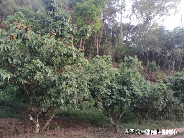 非农要转回农村户口有哪些政策