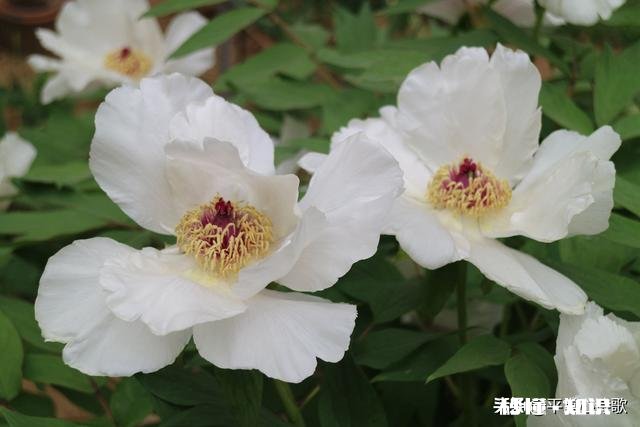 喜欢浏览微信朋友圈内容，还是喜欢看头条呢有理由吗