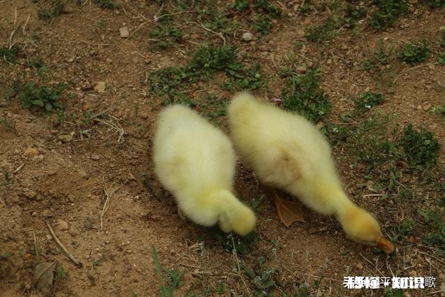 喜欢浏览微信朋友圈内容，还是喜欢看头条呢有理由吗