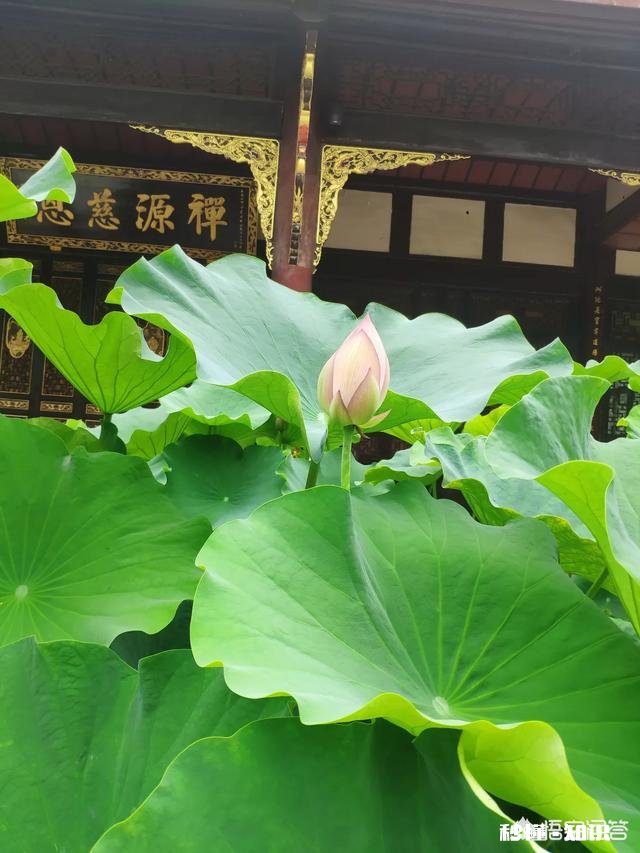 准备1日成都游,我怎么安排呢