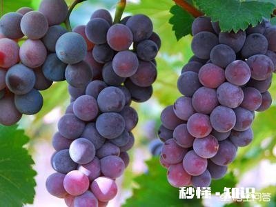 一个人在沙漠里，没有水又想吃水果，该怎么办