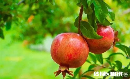 一个人在沙漠里，没有水又想吃水果，该怎么办