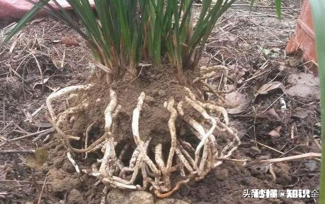 家养的兰花出现了空根现象，这是什么原因