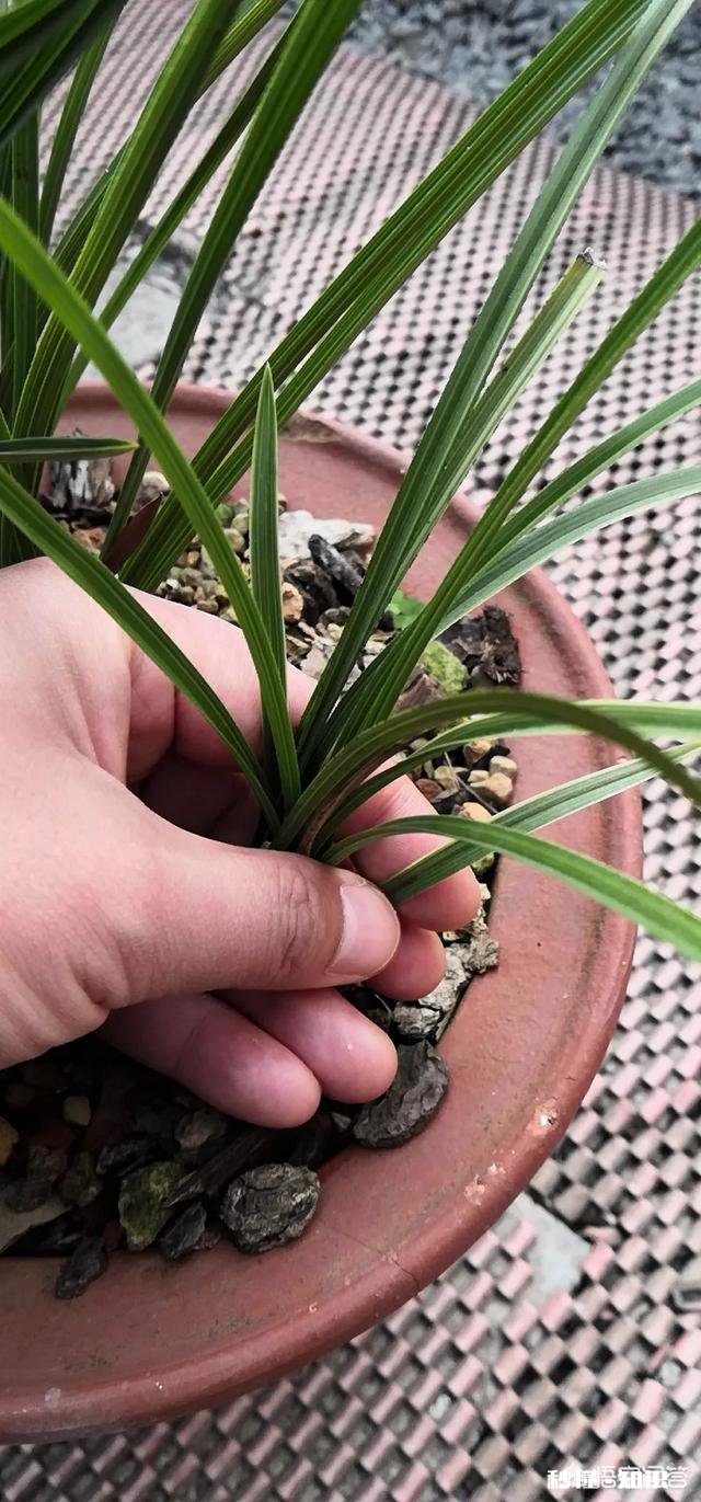 家养的兰花出现了空根现象，这是什么原因