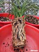 家养的兰花出现了空根现象，这是什么原因