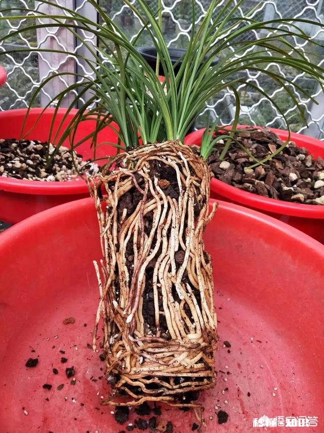 家养的兰花出现了空根现象，这是什么原因