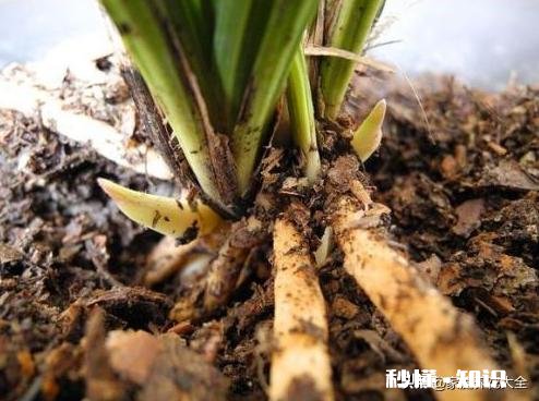 家养的兰花出现了空根现象，这是什么原因