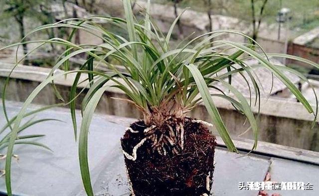 家养的兰花出现了空根现象，这是什么原因