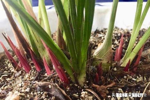 家养的兰花出现了空根现象，这是什么原因