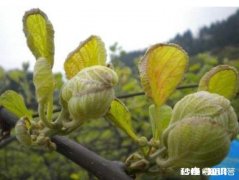 猕猴桃树黄化的处理方法有哪些