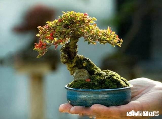 微型盆景的土太少，怎样补充肥料才最有效