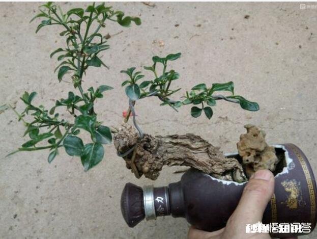 微型盆景的土太少，怎样补充肥料才最有效