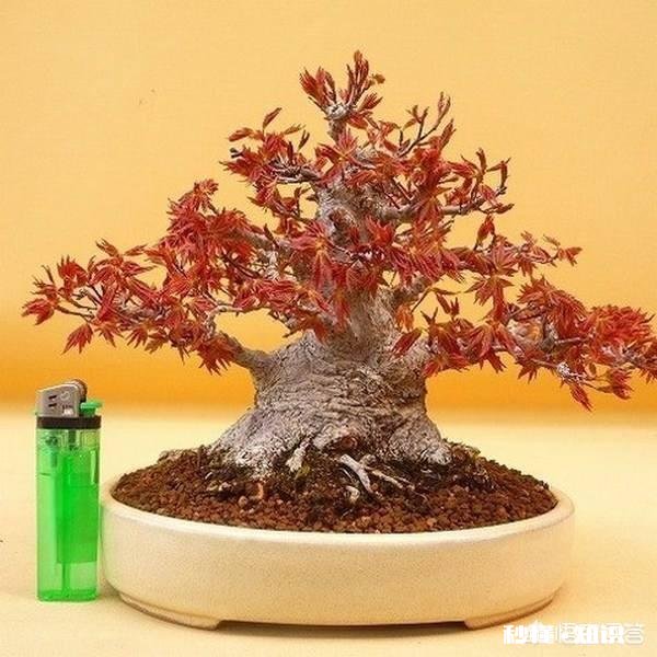 微型盆景的土太少，怎样补充肥料才最有效