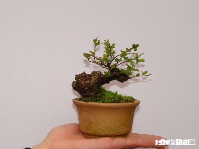 微型盆景的土太少，怎样补充肥料才最有效