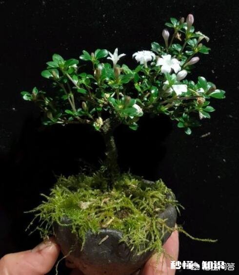 微型盆景的土太少，怎样补充肥料才最有效