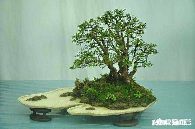 微型盆景的土太少，怎样补充肥料才最有效