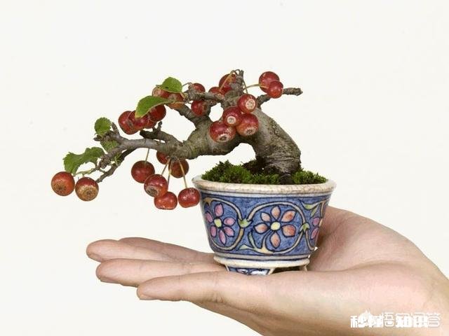 微型盆景的土太少，怎样补充肥料才最有效