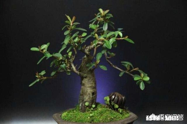 微型盆景的土太少，怎样补充肥料才最有效