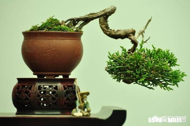 微型盆景的土太少，怎样补充肥料才最有效